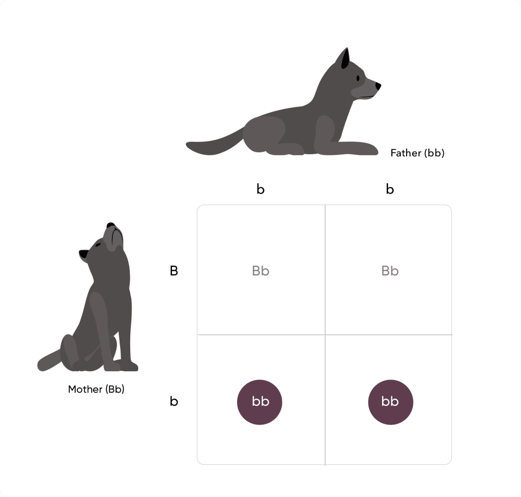 Punnett square with two black dogs lowercase b lowercase b on top and uppercase B lowercase b to the left. From top left to bottom right: uppercase B lowercase, uppercase B lowercase b, lowercase b lowercase b, lowercase b lowercase b.
